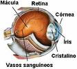 Degeneração Macular - Prevenção ainda é o melhor remédio